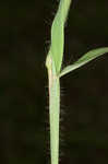 Hairy crabgrass